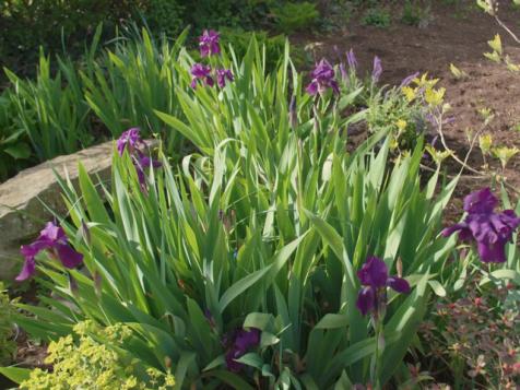 All About the Bearded Iris