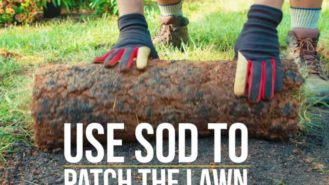 Patch Up the Lawn with Sod