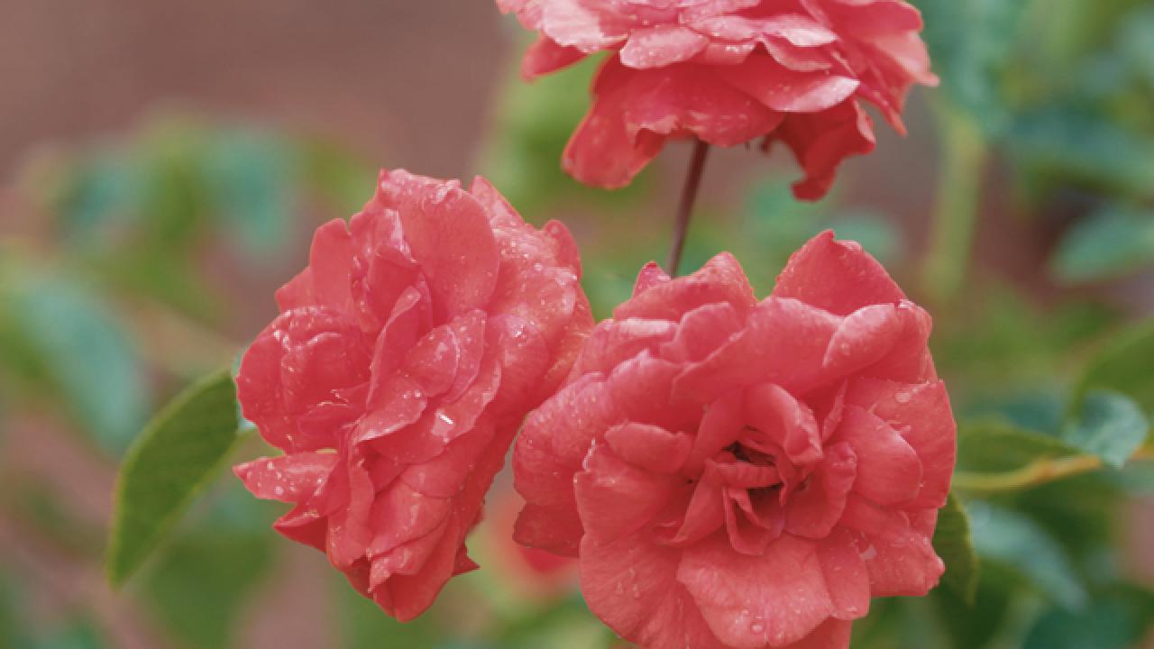 How to Grow Beautiful Roses