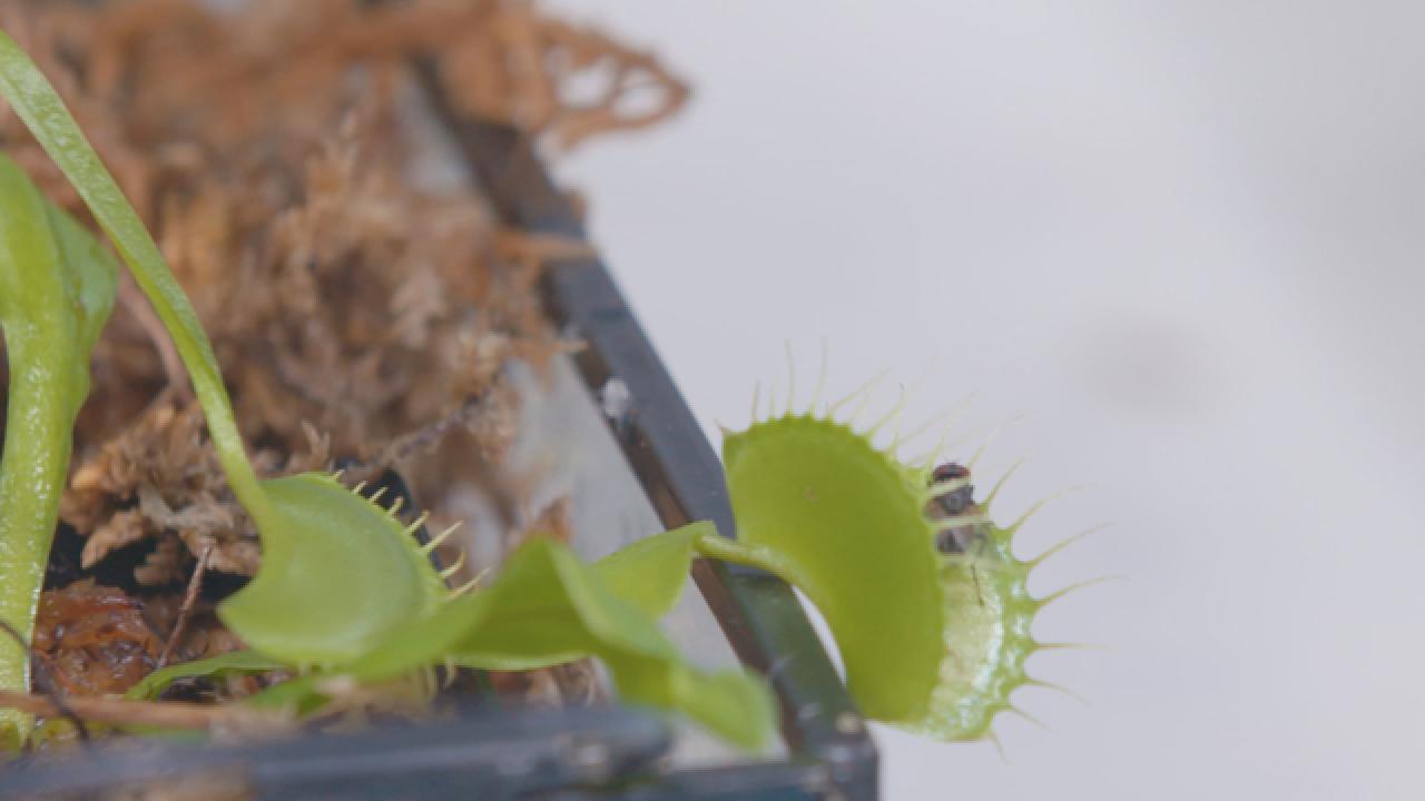 Caring for Carnivorous Plants