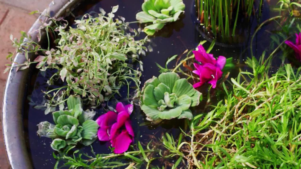 Pond in a Pot