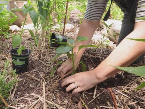 Late Summer and Fall Planting, Pruning Tomatoes and Tool Care