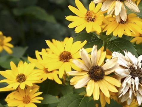 5 Plants for Full Sun Landscapes and Gardens