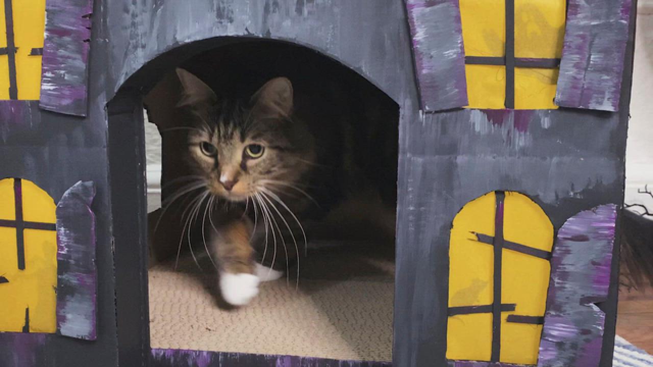 Make a Haunted House for Your Cat