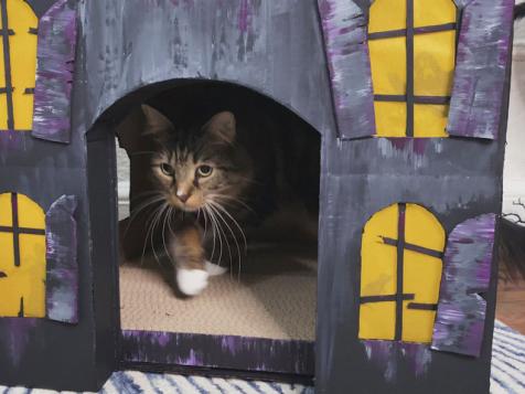 Make a Haunted House for Your Cat