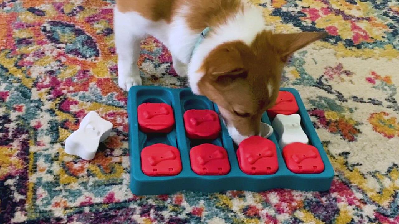 4 Toys That Keep Your Dog Busy