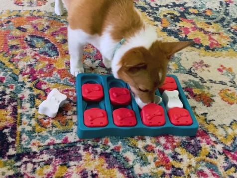 4 Toys That Keep Your Dog Busy