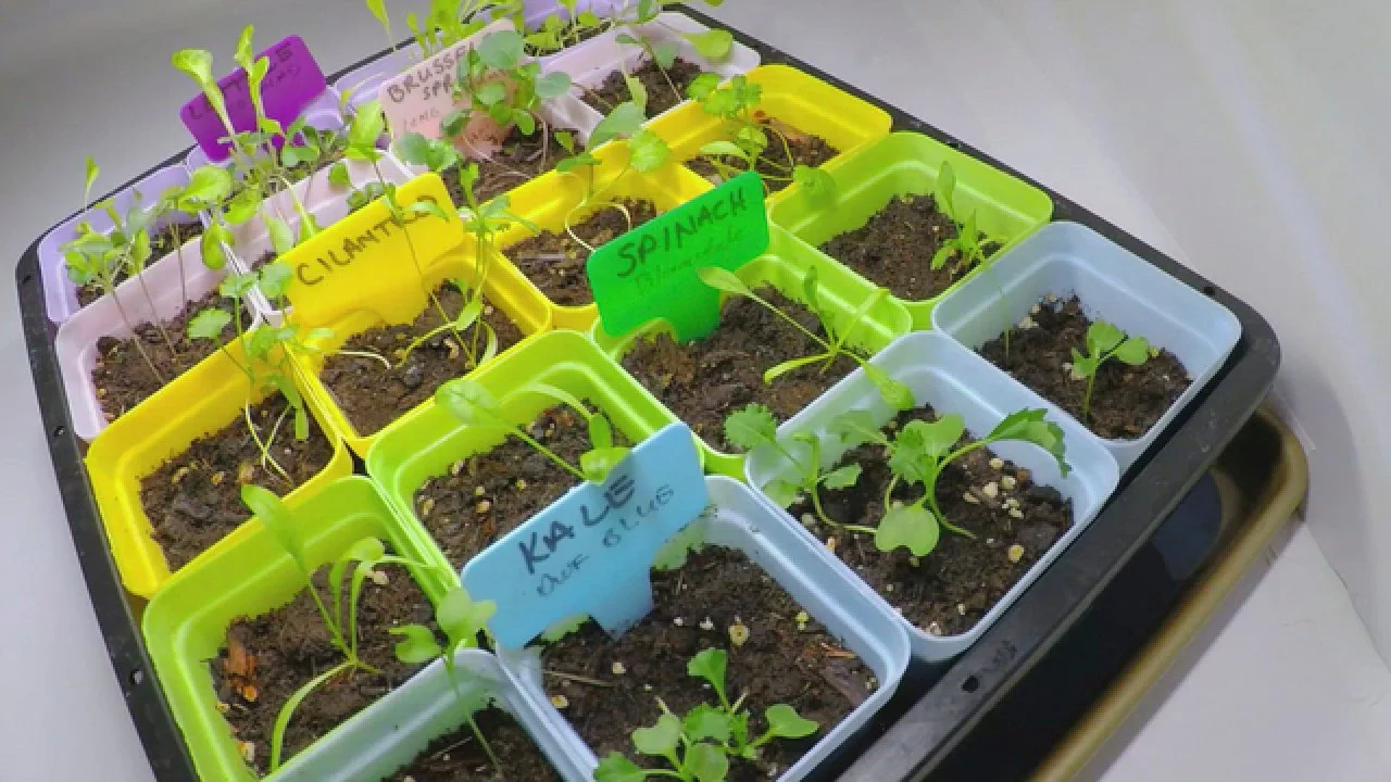 How to Start Seeds Indoors