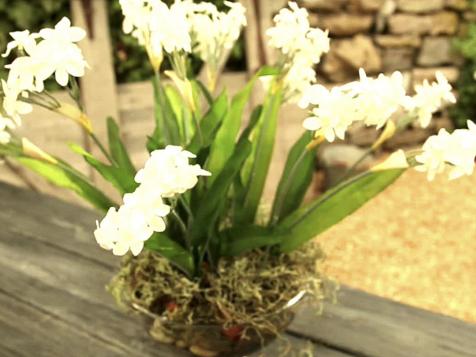 Forcing Bulbs Indoors