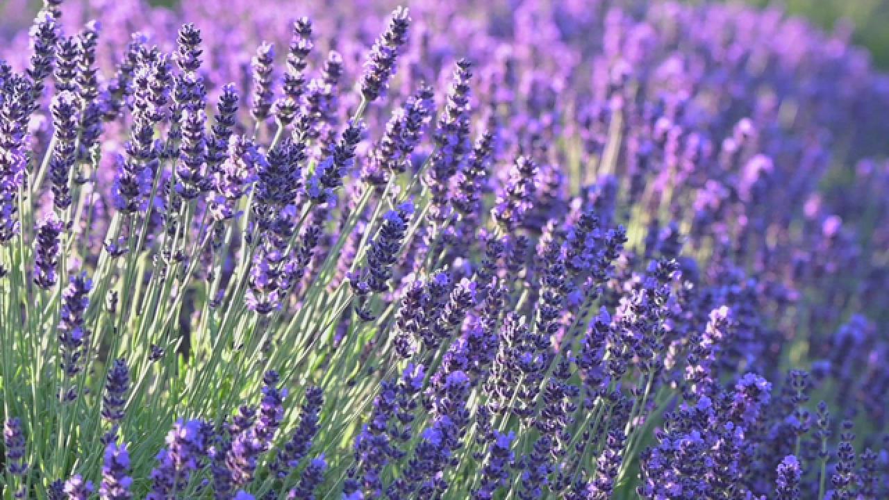 Dreamy Lavender Fields