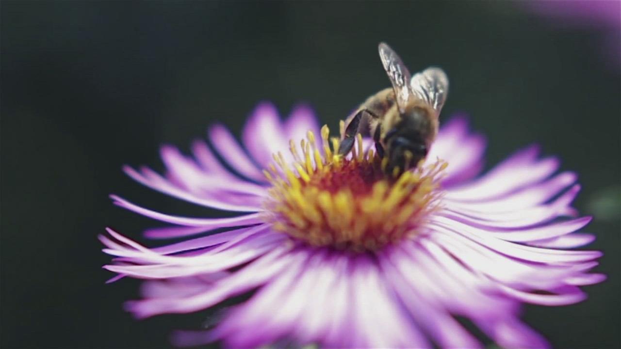 Simple Pollinator Container Garden