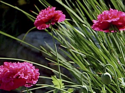 Types of Garden Flowers