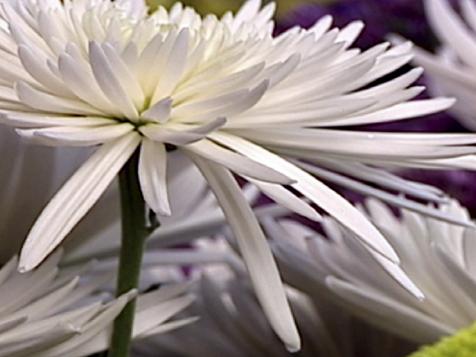 Selecting Wedding Flowers