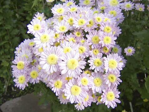 Fall Garden Flowers
