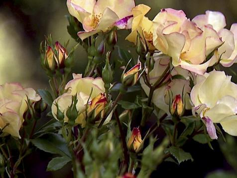 Bouquet Flower Garden