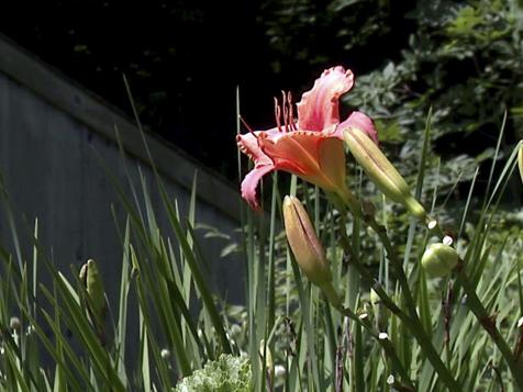 Perennial Flower Gardens