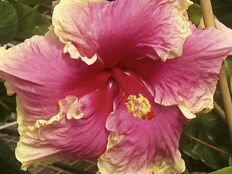 Garden Flowers: Hibiscus