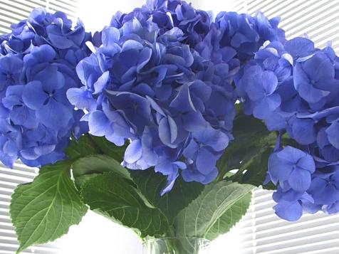 All About Hydrangeas
