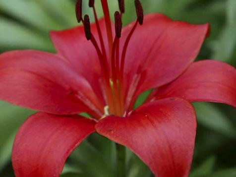 All About Lilies