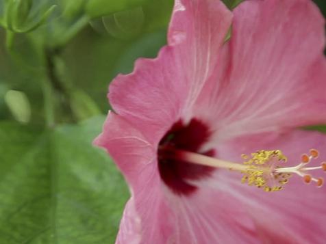 Hibiscus 101: Everything You Need to Know About the Hibiscus
