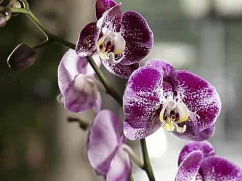 All About Orchids