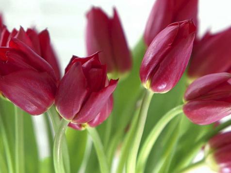 Learn All About Tulips