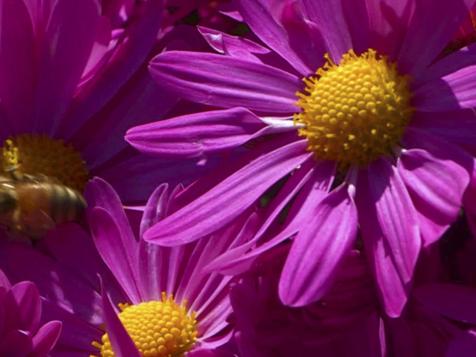 All About Chrysanthemums