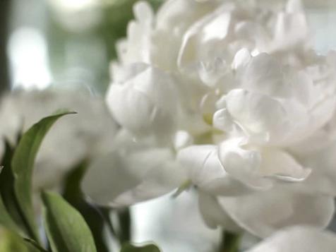 All About Peonies