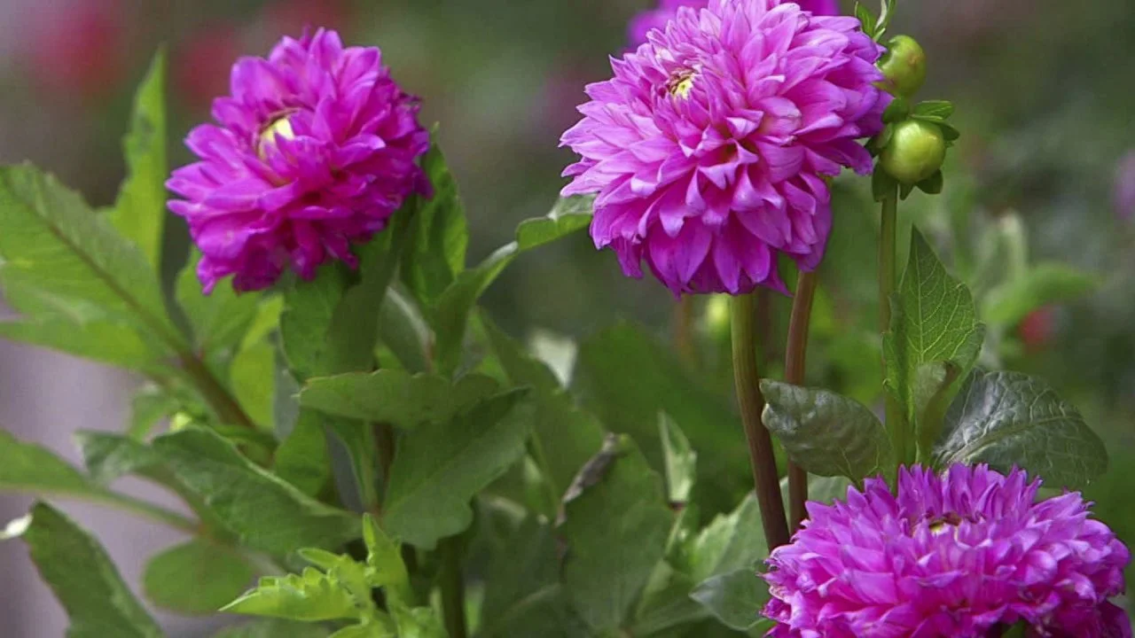 All About Dahlias