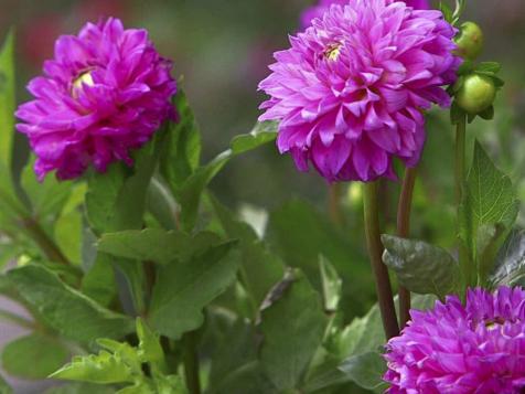 All About Dahlias
