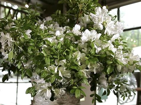 All About Azaleas