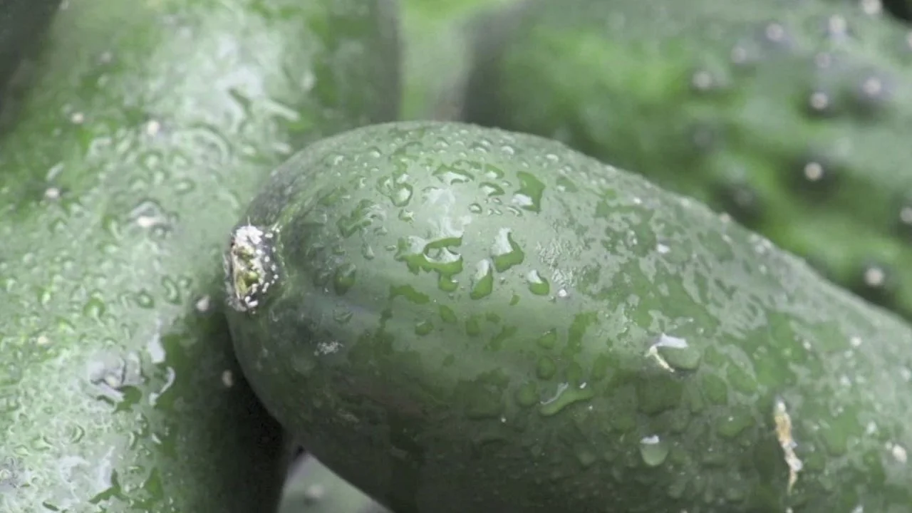 How to Grow Cucumbers