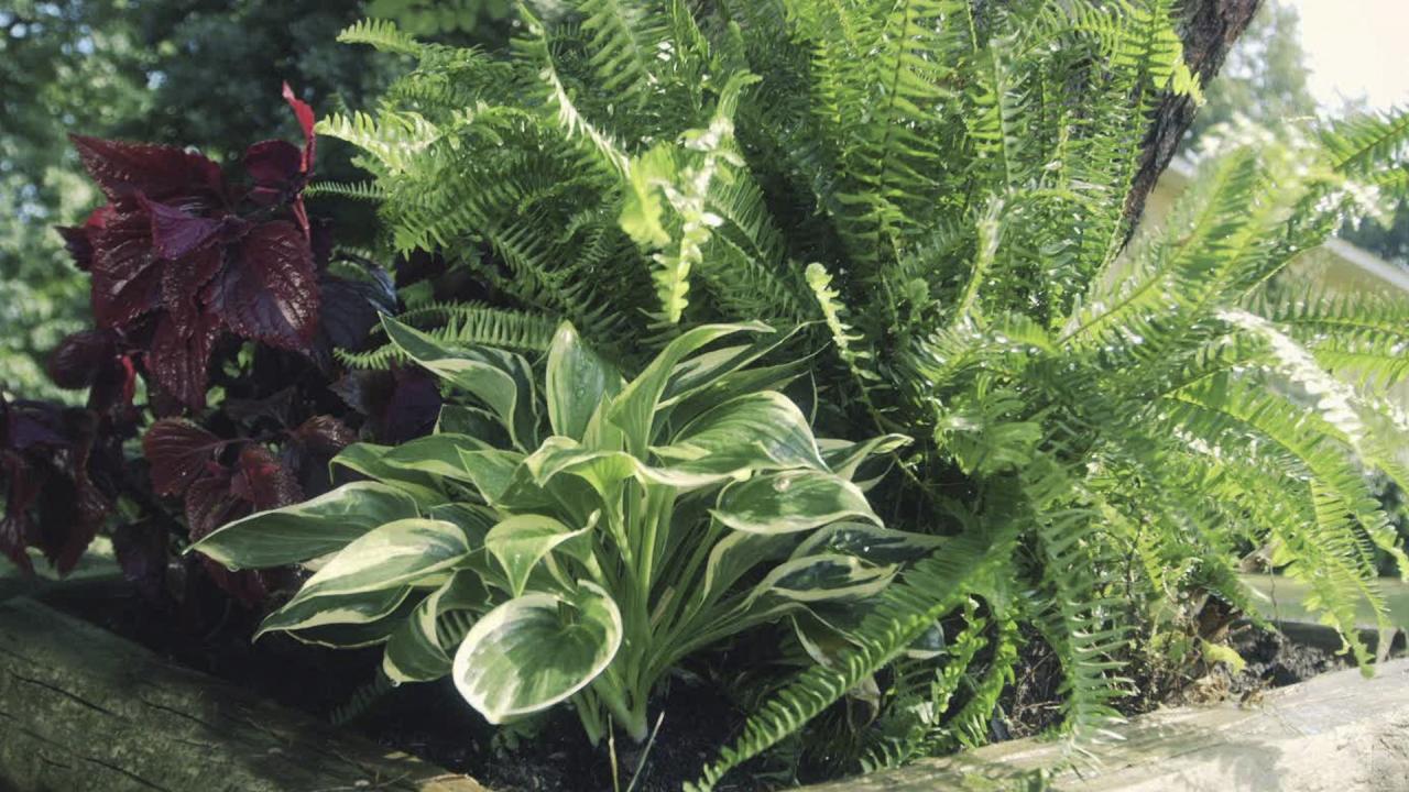 Planting in a Shaded Area