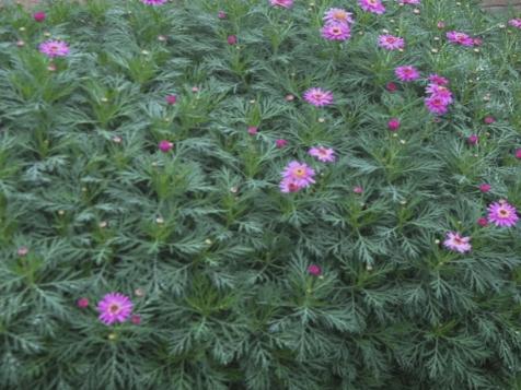 Visually Enlarging Small Yards
