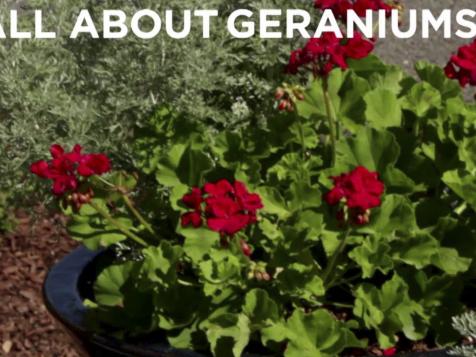 All About Growing Geraniums