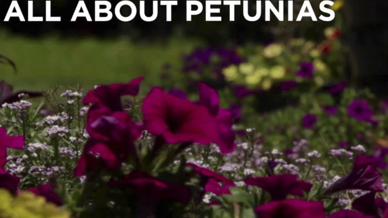 All About Growing Petunias
