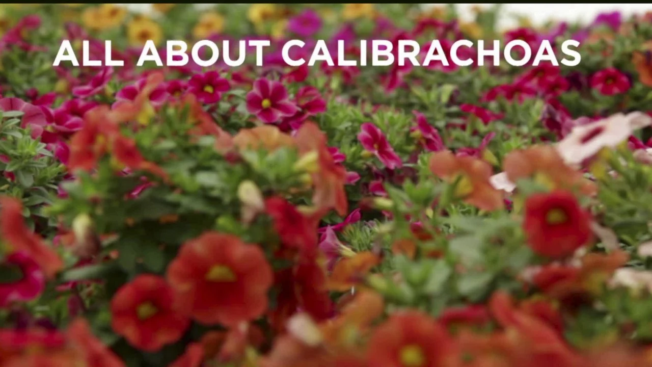 All About Growing Calibrachoas