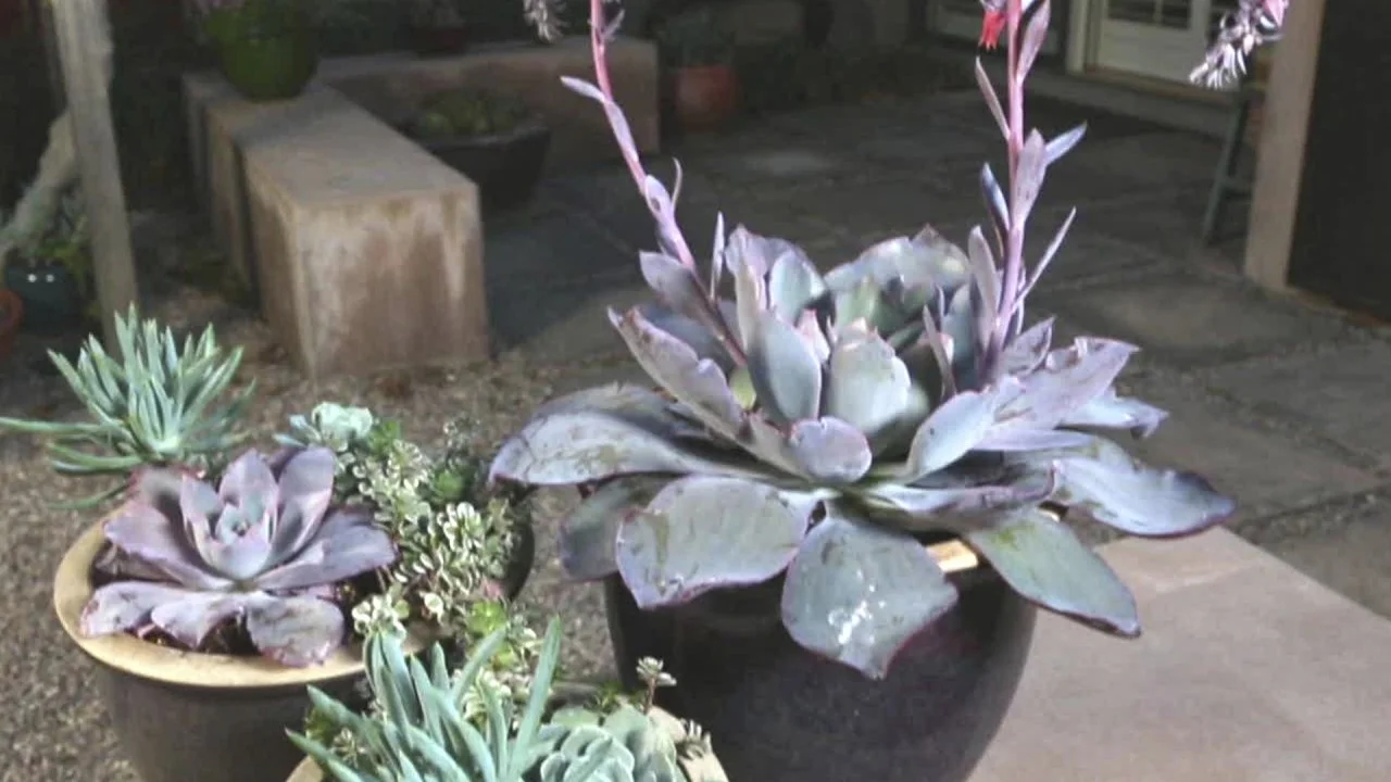 Shapely Succulent Containers