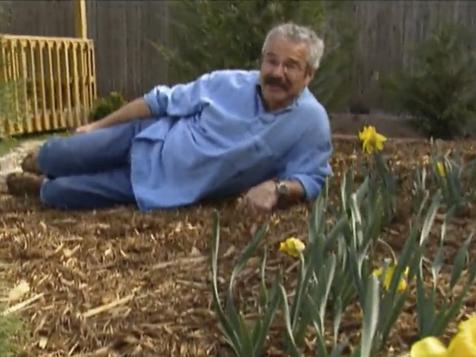 Spring Bulbs