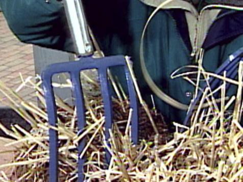 Ornamental Grass