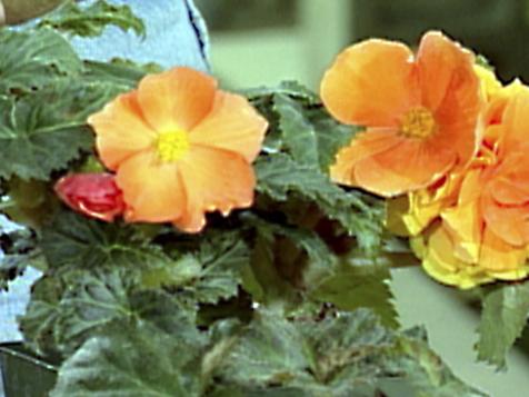 Indoor Bulb Planting