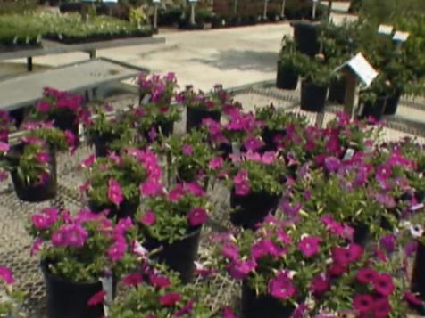 Plant Sale Tips
