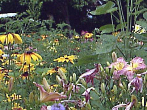 Creative Daylilies