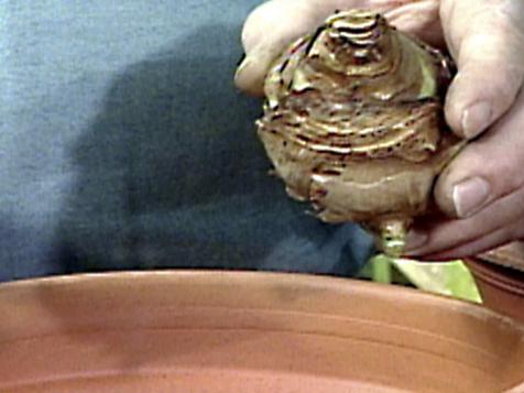 Forcing Bulbs