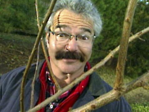 Tree Pruning