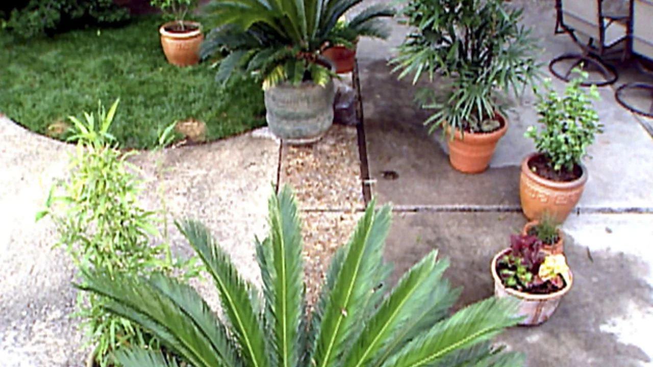 Moving Houseplants