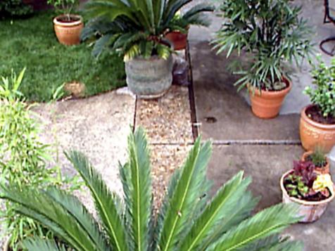 Moving Houseplants