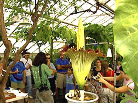 The Giant Titan Flower
