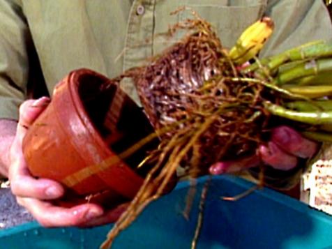 Repotting Orchids