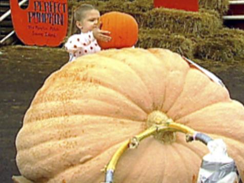 Giant Pumpkins